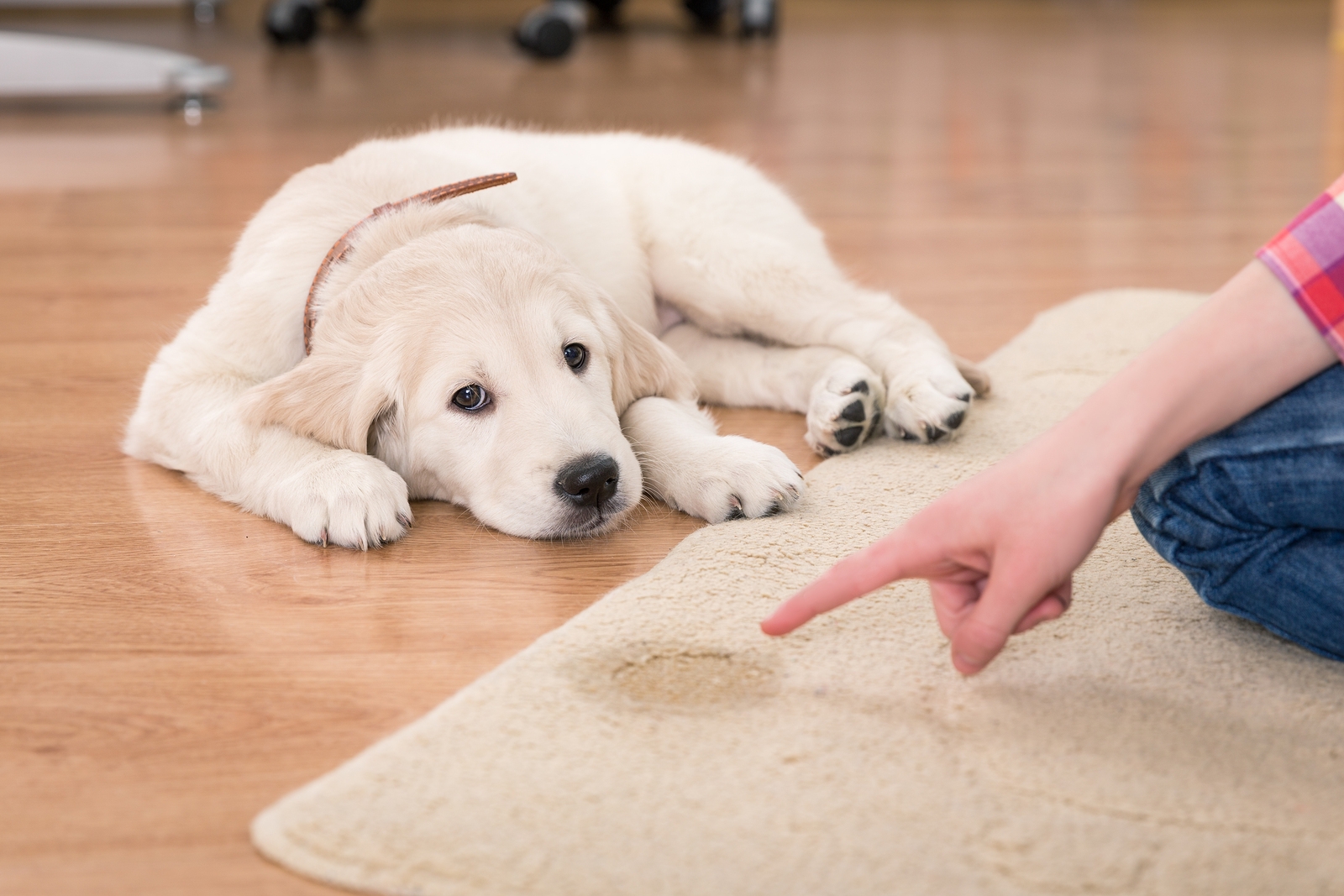 Carpet Cleaning Ocean County