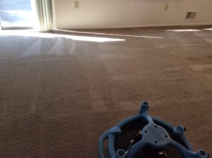 carpet cleaners nj